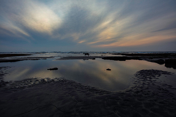 tidepooldogcolor copy