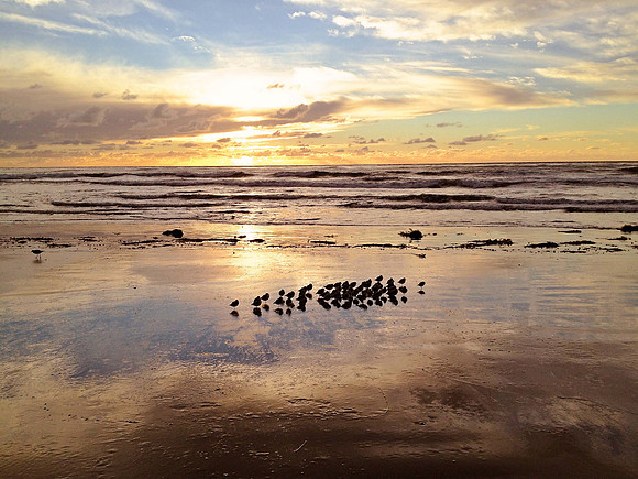 birdsreflect