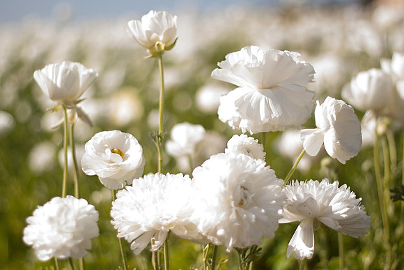 whiteness copy